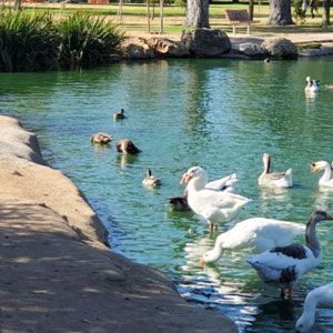 Waller Park - Orcutt, California